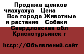 Продажа щенков чиахуахуа › Цена ­ 12 000 - Все города Животные и растения » Собаки   . Свердловская обл.,Краснотурьинск г.